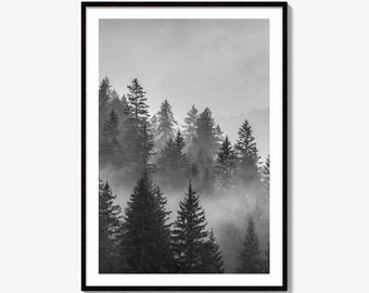 Misty Pine Forest Black and White Fine Art Photo Print, Landscape Photography