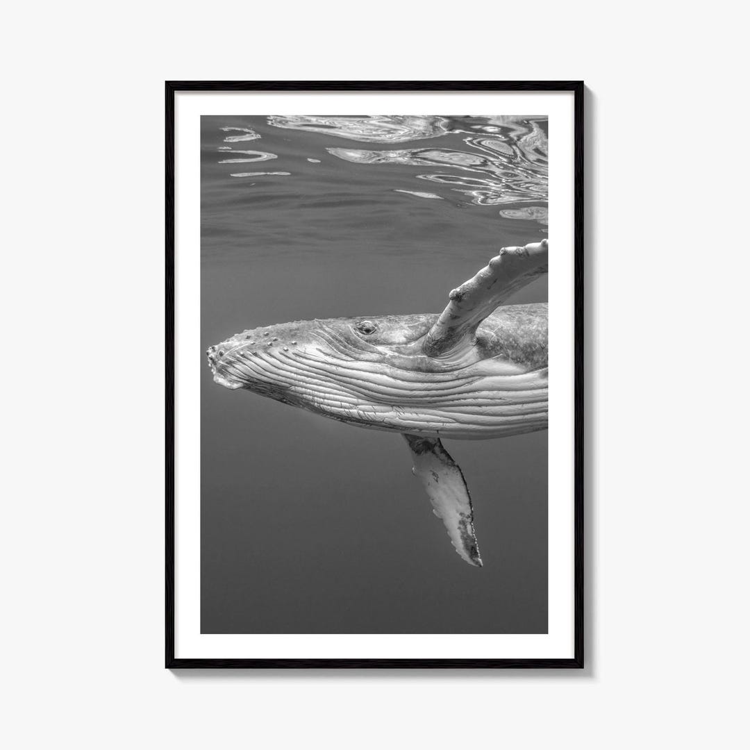 Humpback Whale Black and White Fine Art Photo Print, Ocean Decor