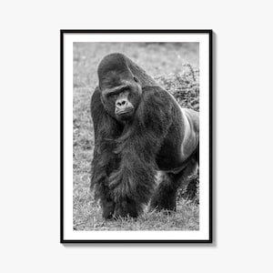 Gorilla Black and White Fine Art Photo Print, Wall Decor, Wildlife, Forest, Ape