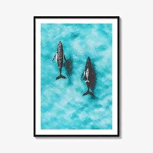 Fine Art Whale Print - Color Photography Poster, Ocean Wall Art, Marine Decor, Nautical Home Decor, Sea Life Art, Gift for Whale Lovers