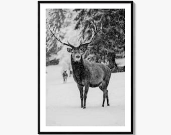 Reh schwarz weiß Fine Art Foto Print, Hirsch Wand dekor, Winter Wald Wildtiere