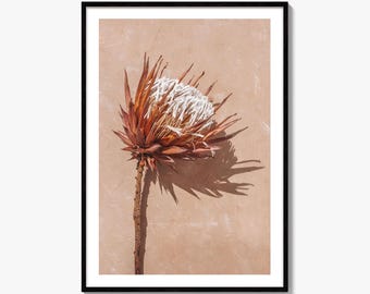 Protea Blume Fine Art Photo Print, Minimalistisches botanisches Poster, getrocknete exotische Flora