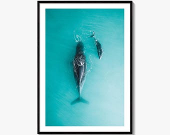 Humpback Whale and Calf Fine Art Photo Print, Western Australia, Wall Decor, Aerial Poster