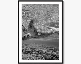 Sea Turtle Black and White Fine Art Photo Print, Australia Wall Decor