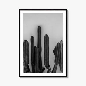 Kaktus Kunstdruck | Schwarz-weiß Fotografie Poster | Natur Wand Kunst | Minimalistisches Wohndekor | Botanischer Druck