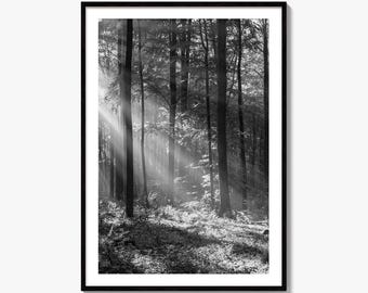 Impresión fotográfica artística en blanco y negro "Rayos de sol a través de los árboles", decoración de pared forestal