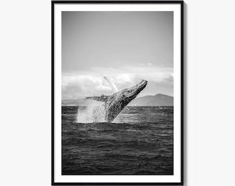 Humpback Whale Black and White Fine Art Photo Print, Whitsundays