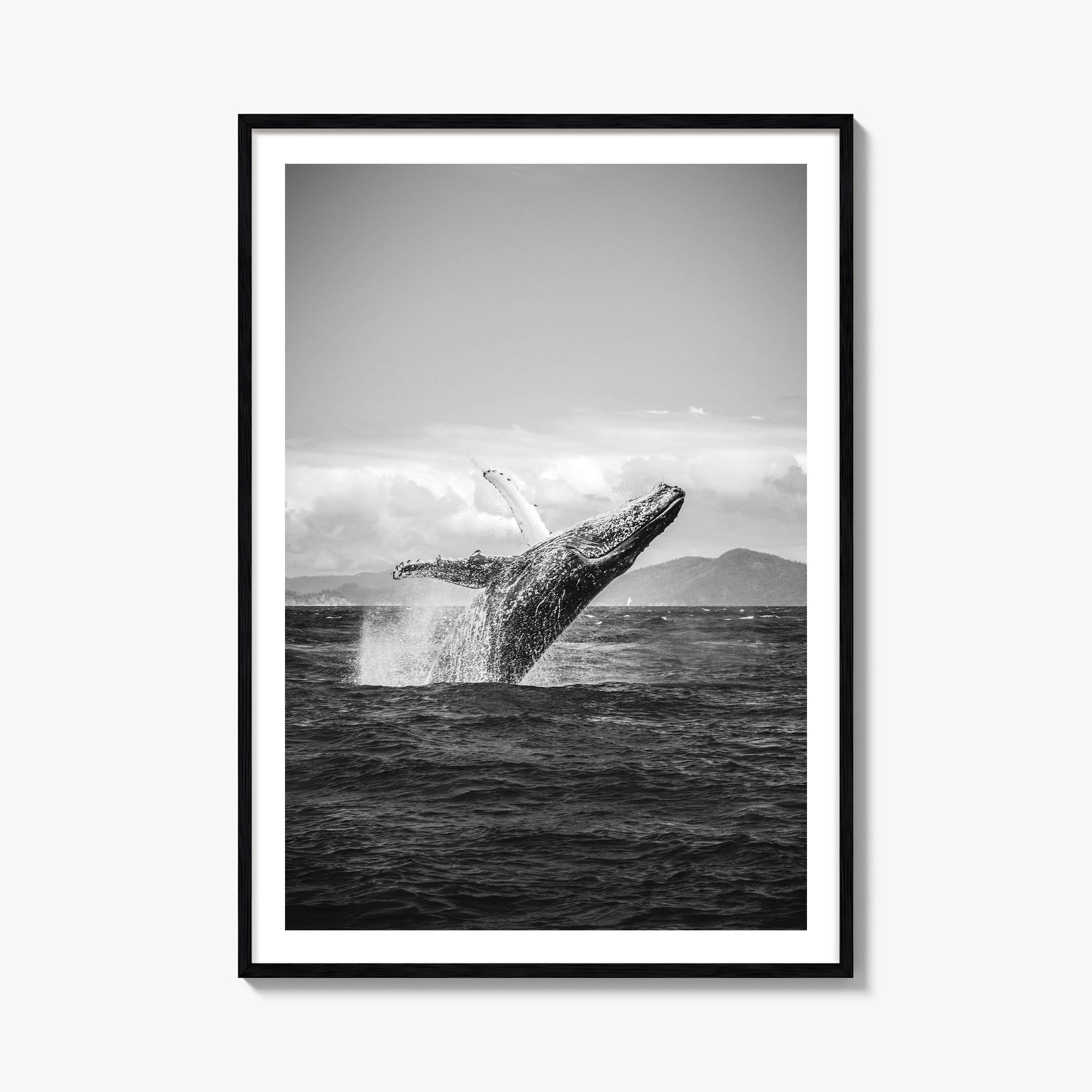 Humpback Whale Black and White Fine Art Photo Print, Whitsundays
