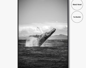Humpback Whale Black and White Fine Art Photo Print, Whitsundays