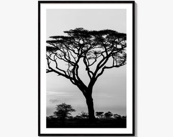 Serengeti Acacia Tree Black and White Fine Art Photo Print, Tanzania Safari Wall Decor