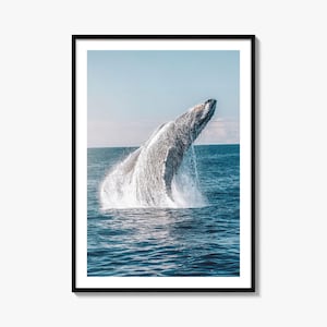 Fine Art Whale Print | Color Photography Poster | Ocean Wall Art Decor | Nautical Home Decor | Marine Life Art Prints
