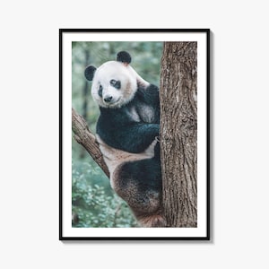 Fine Art Panda Bär Druck - Farbfotografie Poster, Wildtier Wohnkultur, Tierkunst, Kinderzimmer Wandkunst, Geschenk für Tierliebhaber