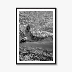 Fine Art Turtle Print | Black & White Photography Poster | Nautical Wall Art Decor | Ocean Lover Gift Idea