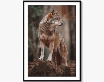 Gray Wolf Fine Art Photo Print, Forest Wildlife Wall Decor, Nature Photography