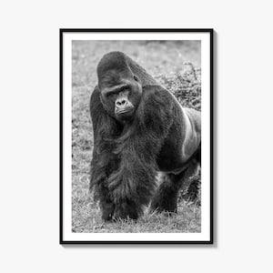 Gorilla Black and White Fine Art Photo Print, Silverback Poster, Wildlife Ape Wall Decor