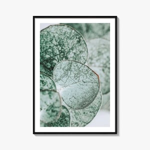 Eucalyptus Leaves Print: Fine Art Color Photography, Botanical Wall Decor