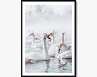 Lámina fotográfica de bellas artes del Lago de los Cisnes, póster de bandada de invierno, decoración de pared con aves y fauna silvestre.