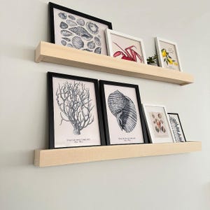 Puede incluir: Dos estantes flotantes de madera exhiben impresiones artísticas enmarcadas. Las impresiones presentan ilustraciones botánicas y marinas, incluyendo conchas marinas, una langosta y coral. Los marcos son en blanco y negro, con una pequeña planta en maceta.