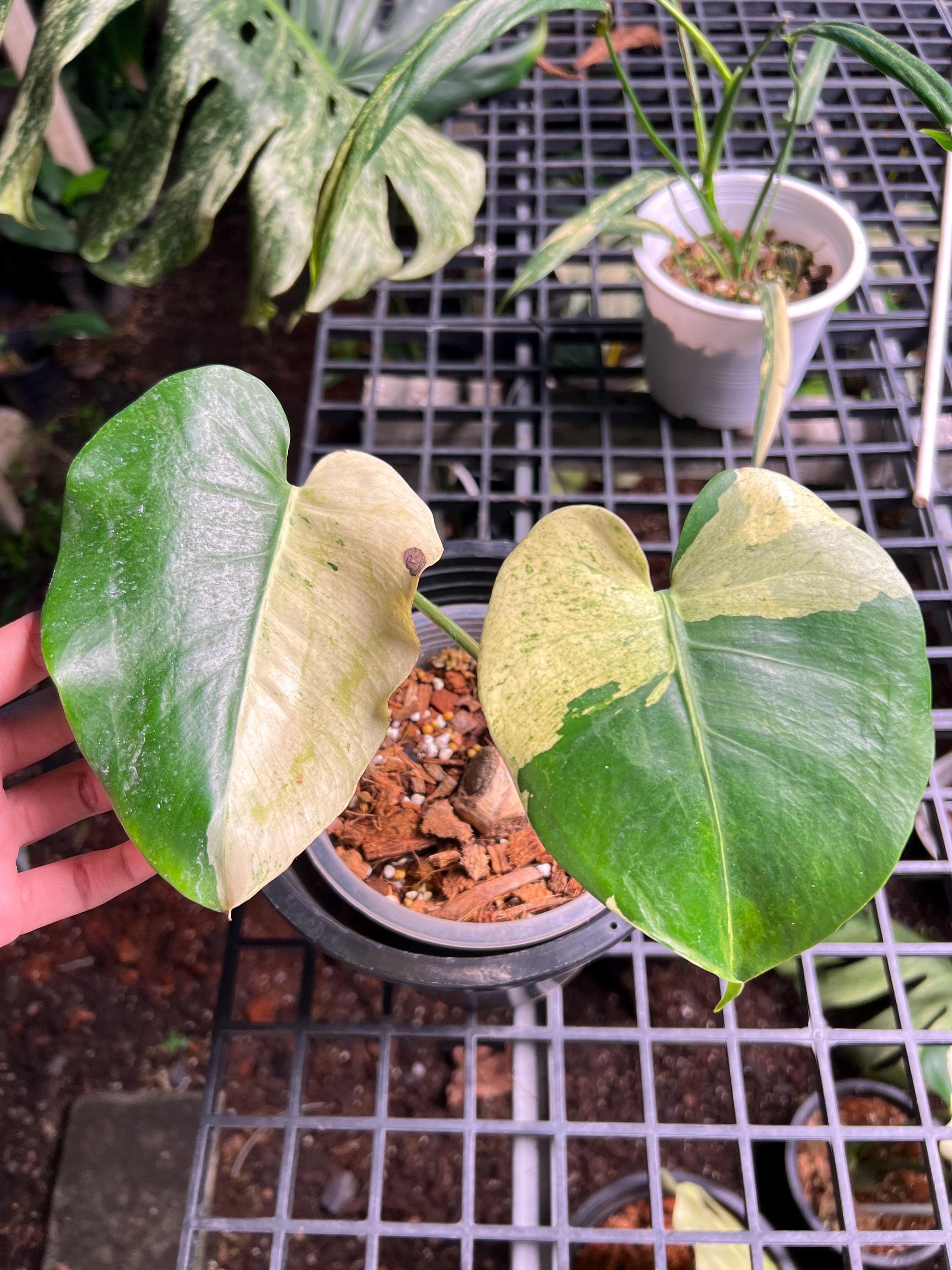 Monstera mint - Etsy 日本 Monstera mint - Etsy 日本