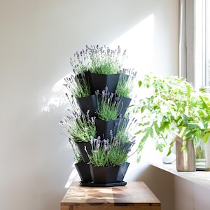 Peut inclure: Un pot à plusieurs niveaux noir rempli de plants de lavande. Le pot a un design géométrique et repose sur une surface en bois. La lavande a des fleurs violettes et un feuillage vert, créant un contraste saisissant avec le pot noir.
