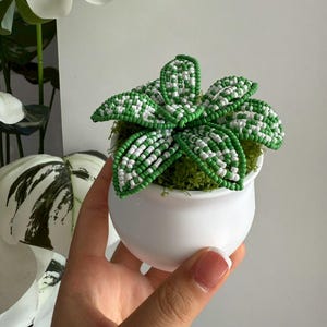 Pode incluir: Um pequeno vaso de cerâmica branco contém uma planta de contas com folhas verdes e brancas. A planta repousa sobre musgo verde. O vaso é redondo e liso, e as folhas têm um padrão de contas. A planta é um item decorativo.