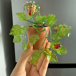 Könnte beinhalten: Eine dekorative Pflanze in einem Terrakotta-Topf mit grünen Blättern und einem roten Marienkäfer. Die Pflanze wird vor einem Kühlschrank gehalten. Ein kleinerer Hängetopf mit rosa Blüten und einem Marienkäfer ist ebenfalls sichtbar.