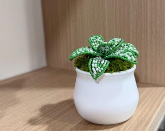 手作りビーズ多肉植物：5インチポット入りグリーンビーズサボテン