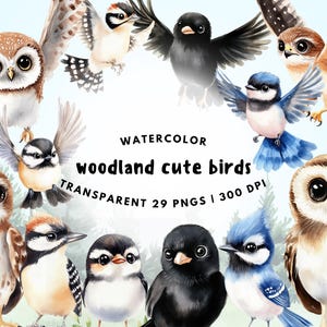 29 PNG mignons oiseaux des bois clipart aquarelle, clipart oisillons de la forêt, faucon, pic, hibou, geai bleu, mésange, corbeau