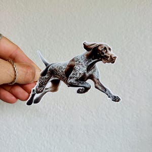 May include: A brown and white German Shorthaired Pointer dog sticker with a white background. The dog is running and has its tongue out.