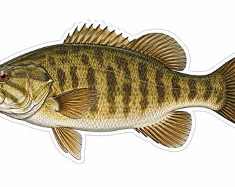 Puede incluir: Una ilustración detallada de una lubina de boca pequeña con cuerpo de color marrón dorado, rayas verticales oscuras, una aleta dorsal espinosa, una aleta caudal prominente y un vientre claro, presentada como una pegatina troquelada sobre fondo blanco.
