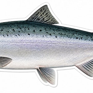 May include: A detailed illustration of a salmon fish shown in profile, featuring a silver body with a dark blue-grey back, small black spots along the upper lateral line, a distinct dorsal fin, and a wide, fan-shaped tail with dark speckling.