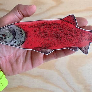 Sock Eye Lachs Stahlhead Forelle Aufkleber Fliegenfischen Regenbogen Bachforelle Angeln Aufkleber