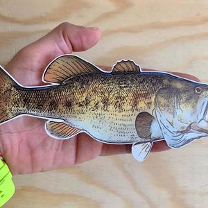 May include: A detailed illustration of a largemouth bass fish with brown, yellow, and white markings. The fish is depicted with its mouth open, showing its teeth.
