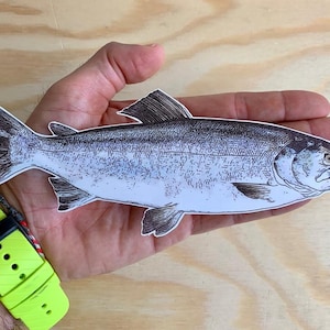 Stahlhead Forelle Aufkleber Fliegenfischen Regenbogen Bachforelle Angeln Aufkleber