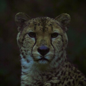 Wunderschöne Cheetah Prints