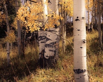 Aspen trees, fall tree decor, Colorado art, golden aspen trees, rustic wall art, cabin decor, yellow leaves aspens, aspens art | quiet aspen