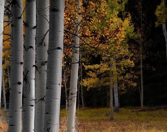 Colorado aspen trees, fall tree decor, aspen forest floor, tree wall art, white trees, fall aspen forest, fall aspen art | Meadow Walk