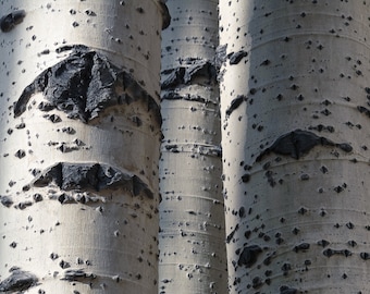 Aspen trees, aspen tree trunks, Colorado art, aspen tree bark, minimalist, fall aspen forest, aspen tree art, fall aspens | The Mighty