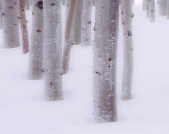 Snowy aspens, winter aspen trees, forest snow, winter, Colorado winter art, snowy trees, winter aspen forest, Colorado winter | Blanket