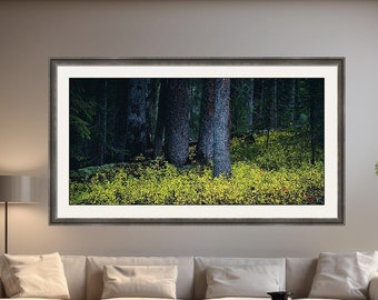 NEW** Pine forest, Colorado pine forest, fir trees, pine woods evening, pine trees, deep woods, evening pines| Pine Forest Owl Creek Pass