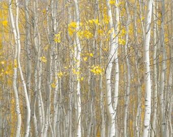 Aspen trees fall, Colorado art, fall tree photo, Colorado wall art, rustic home decor, fall woods photo, yellow aspen leaves | Brightly