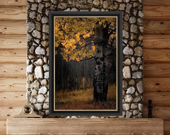 Colorado aspen trees, fall aspens, golden aspen trees, Colorado art, aspens, fall trees, aspen woods, aspen tree art | On The Edge