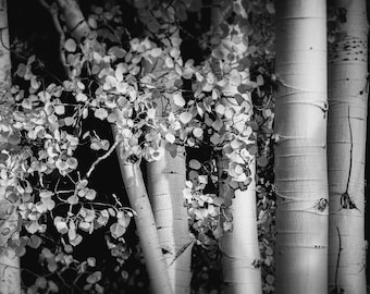 Aspen trees, black and white aspen trees, Colorado art, black-white aspens, black white fall aspens, black-white aspen woods | Shining