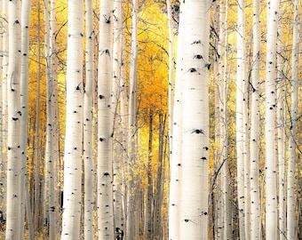 Fall aspen trees, colorful Colorado, Colorado art, fall aspen forest, beautiful fall trees, aspens art, fall aspen art | Perfection