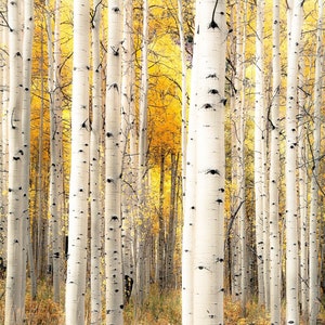 Fall aspen trees, colorful Colorado, Colorado art, fall aspen forest, beautiful fall trees, aspens art, fall aspen art Perfection image 1