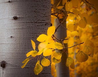 Colorado fall aspen trees, fall aspen trees, fall leaves, golden aspen trees, cabin decor, yellow aspens, tree art, forest | Falling Light2