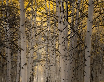 Fall aspen trees, Colorado fall woods, autumn woods, pale gold aspens, fall aspen forest, aspens art, fall aspen art | Ashcroft Woods