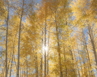 Colorado aspen trees, fall aspens, fall tree decor, Colorado art, aspens, fall trees, yellow aspens, aspens art | Shining Through