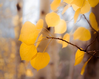 Colorado fall aspen trees, fall aspen trees, fall leaves, soft aspen leaves, lodge decor, muted aspens, tree art, forest art | Muted