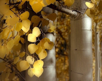 Colorado fall aspen trees, fall aspen trees, fall leaves, golden aspen trees, cabin decor, yellow aspens, tree art, forest art | Waiting